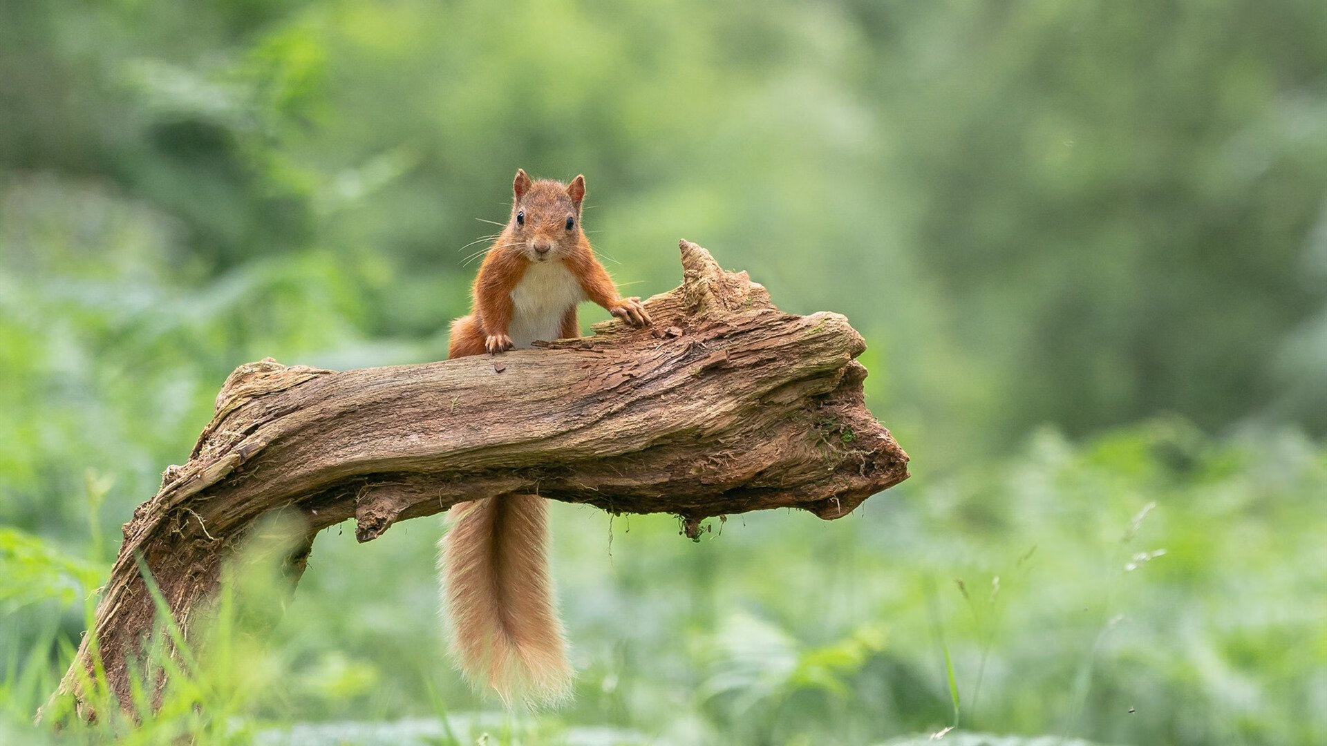 体育产业资本市场发展,体育产业资本市场发展现状