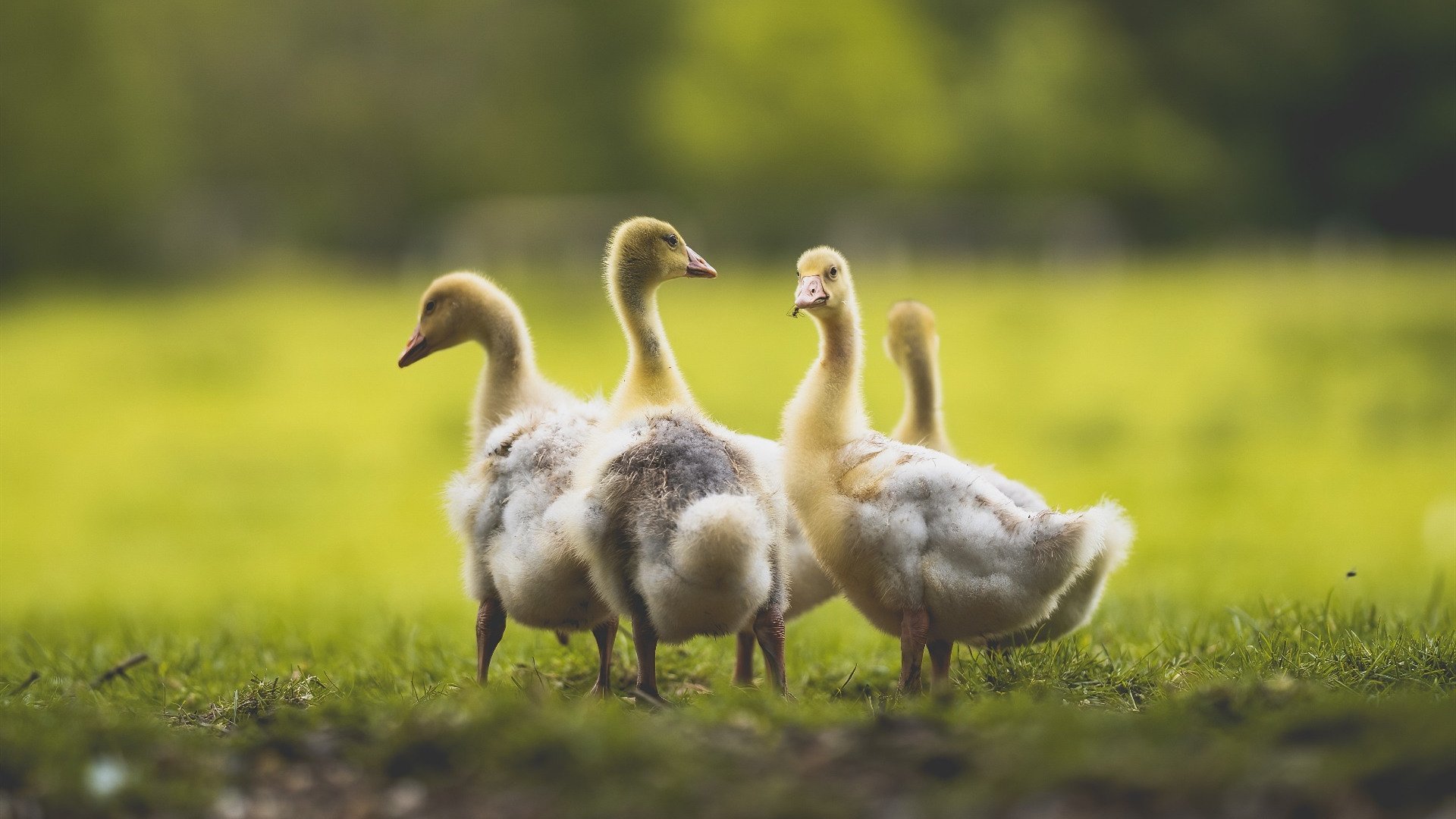 开云官方网-中国女篮加强落位速度提升阵地效率，求中国女篮