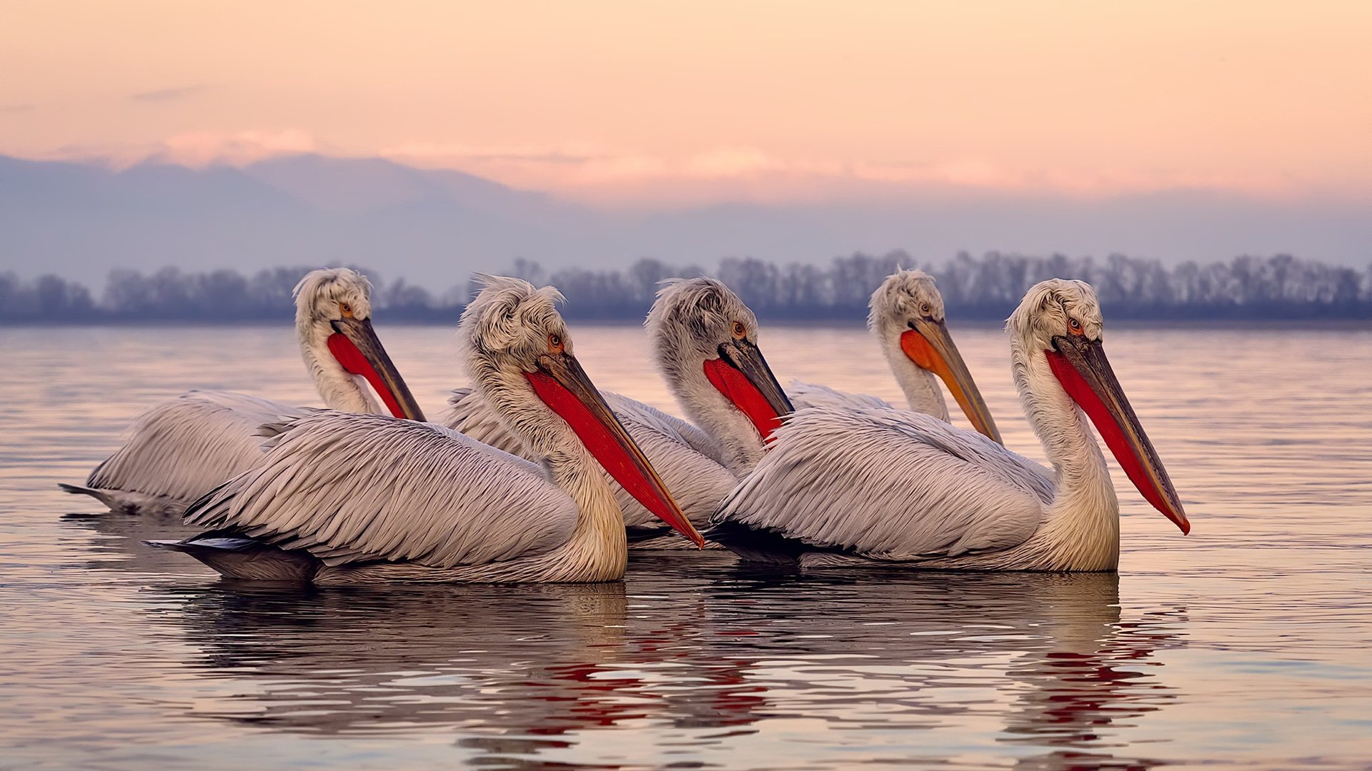 美澳蝶泳划频与配速同步性更强