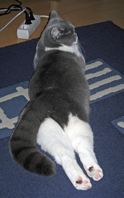 开云体育登录入口-马洛卡前锋单骑闯关打入制胜一球，马洛卡足球俱乐部