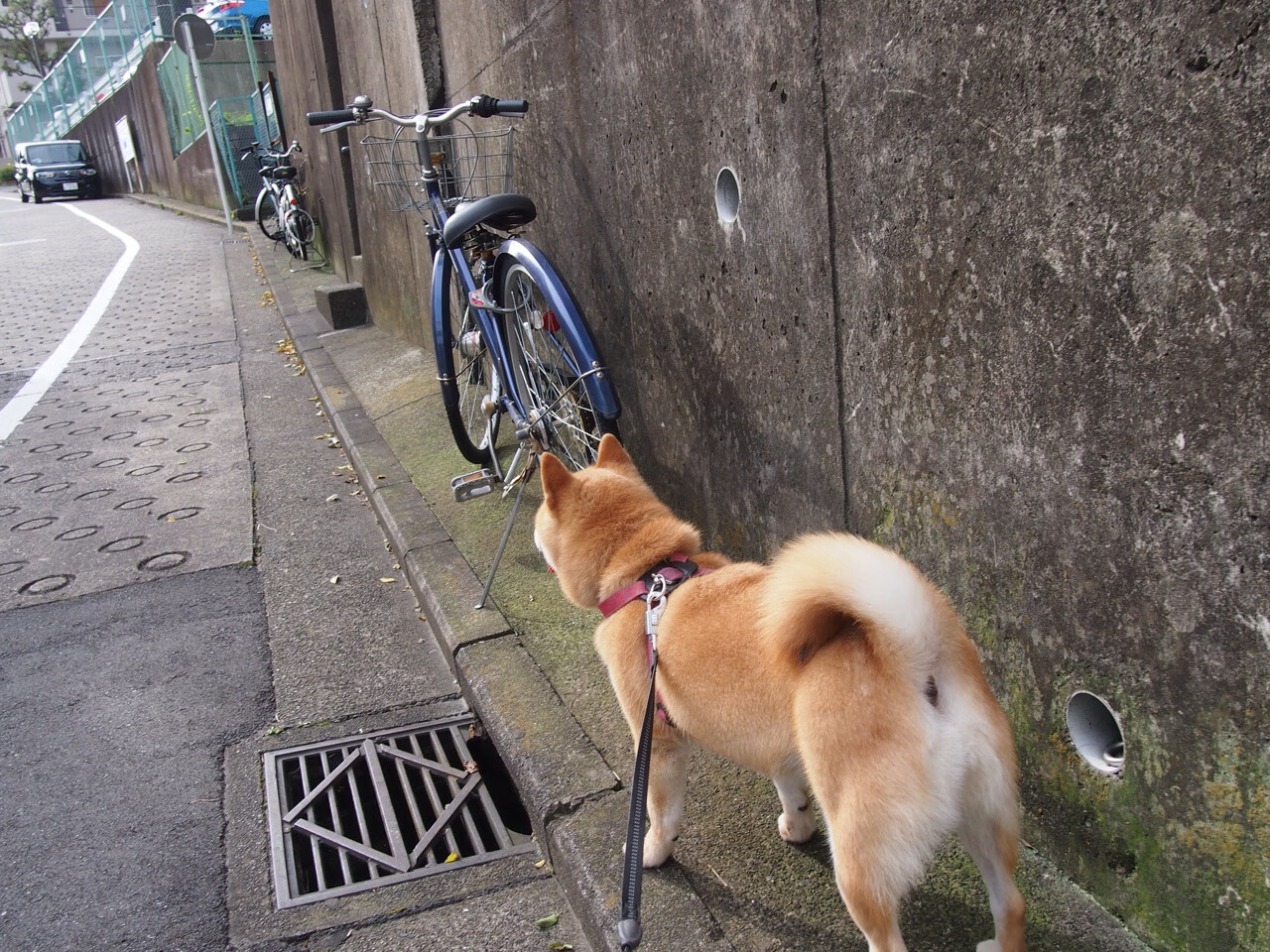 中国女篮新秀涌现为国家队注入新鲜血液,中国女篮新人辈出
