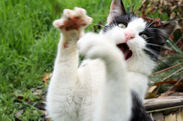 开云体育登录入口-国家橄榄球协会发布全国青少年分区对抗赛通知，中国橄榄球国家青年队名单