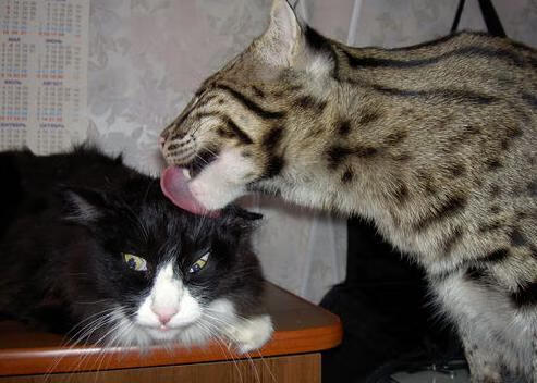 国家队配置多学科专家团队提供全面支持保障,国家队科研团队