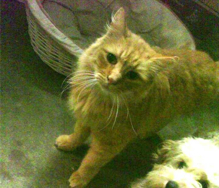 媒体报道中国篮球人才断层问题引发业内多方热议,中国篮球可惜人才