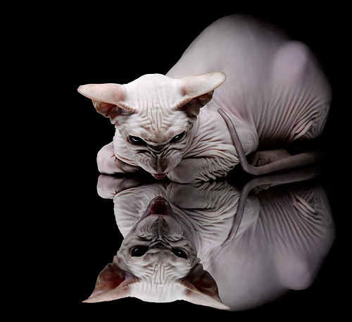 开云体育官网下载-尼克斯替补席得分破四十分支撑全场，尼克斯队主场