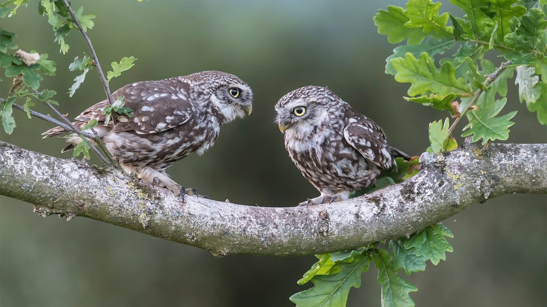 开云体育网址-英超悬念迭起：每一次攻门都令人心跳加速，英超门线悬案